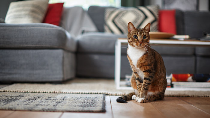 Comment nettoyer du vomi de chat ?